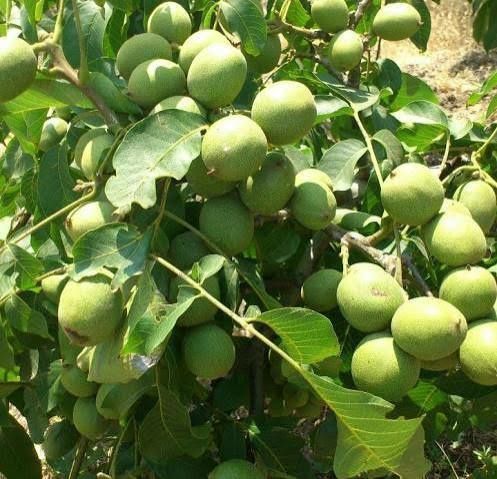 Vand puieti de nuci altoit i soiul jupanesc