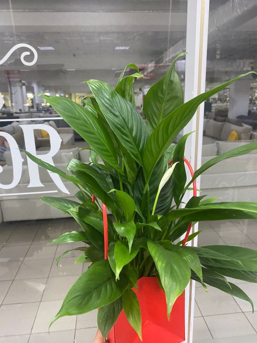 Цветы по разной цене