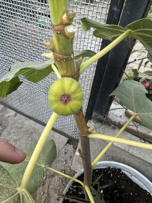 Инжир Паначе, Панч