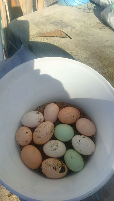 Продаю куриное стадо(Домашнего вывода)