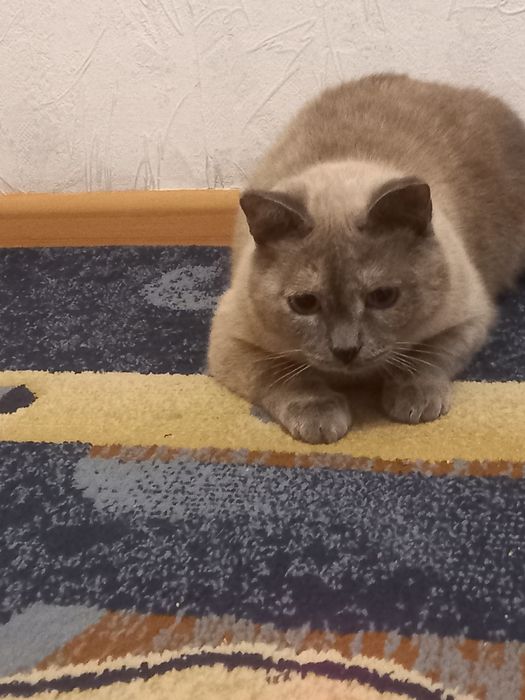 Кошка стерилизованная