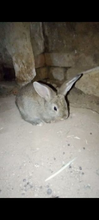 Quyonlar bolalari