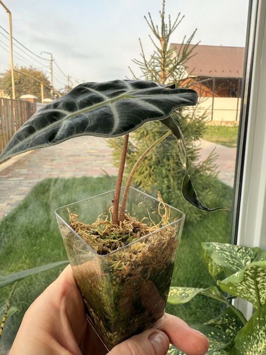 Продам Алоказию полли