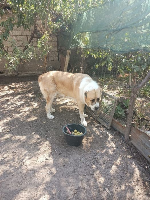 Собака     Алабай