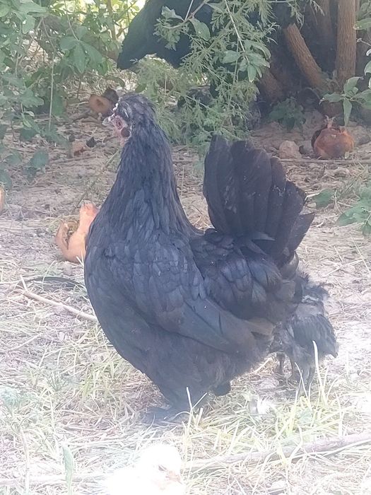 Yapon tovuqlar Va xoroz