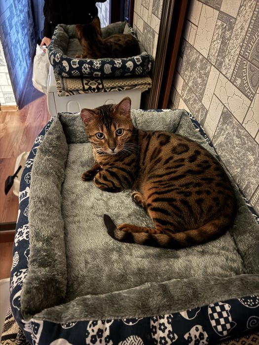 Бенгальский кот