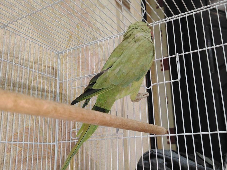 Ожереловый попугай продаётся с клеткой