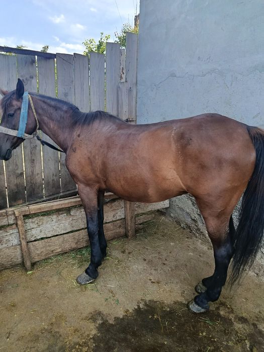 Mânză și iapă de vânzare