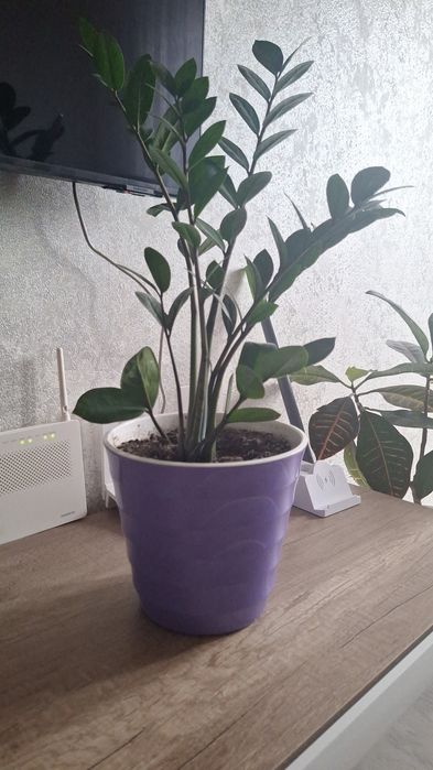 Продам доллоровые дерева. Ещё молоденькие. Вырастают большими красивым