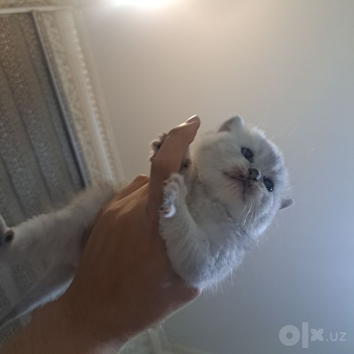 Britan chinchilla