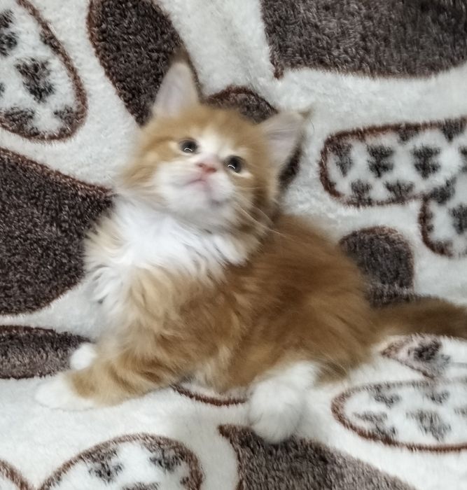 Котята породы Мейнкун!