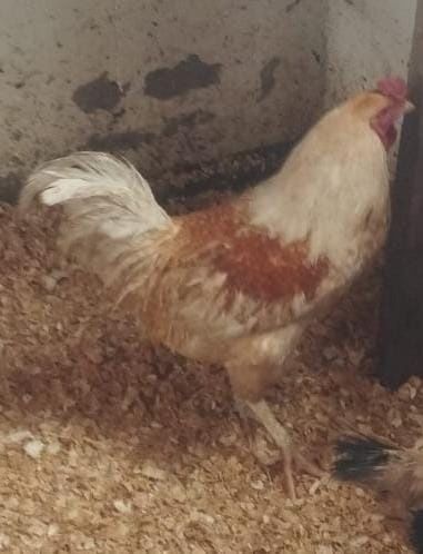 Продам  хороших петухов