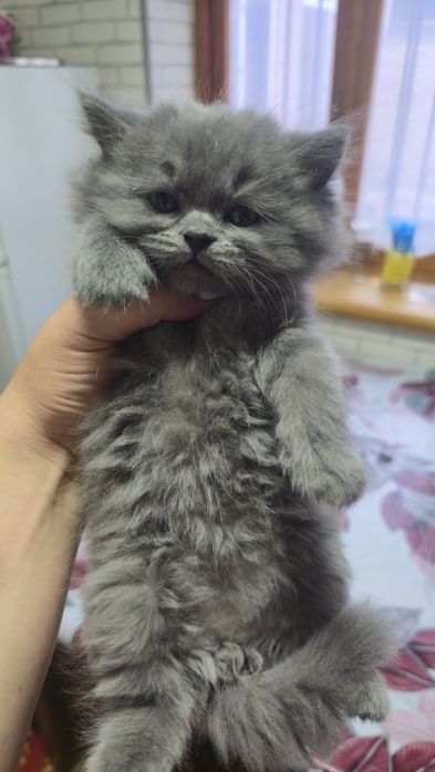 Продаются чистокровные котята
