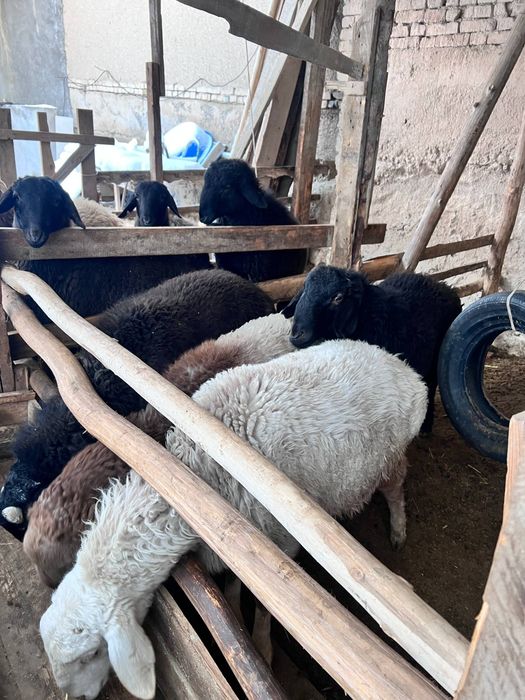 Srochna sotiladi 10 ta qoy bor 4500 mindan