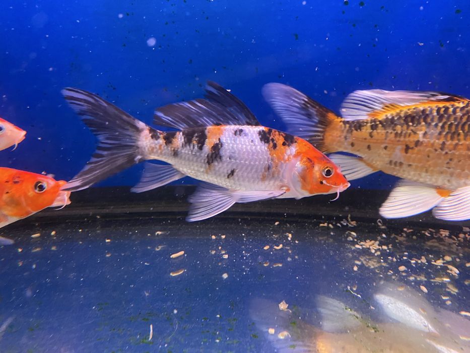 Продам вуалевых карпов кои