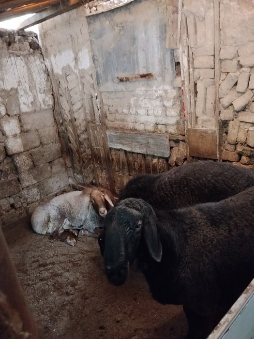 Qochqorla sotiladi qòyga qòshishga