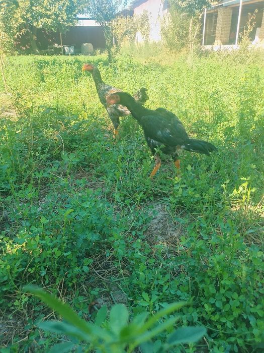 Dakan jo'ja sotiladi