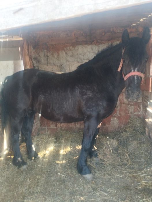 Vand O iapa de 7 ani gestanta de 7 luni fara defecte schimb si cu vaca