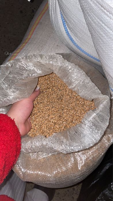 Vindem grau,1 leu kg