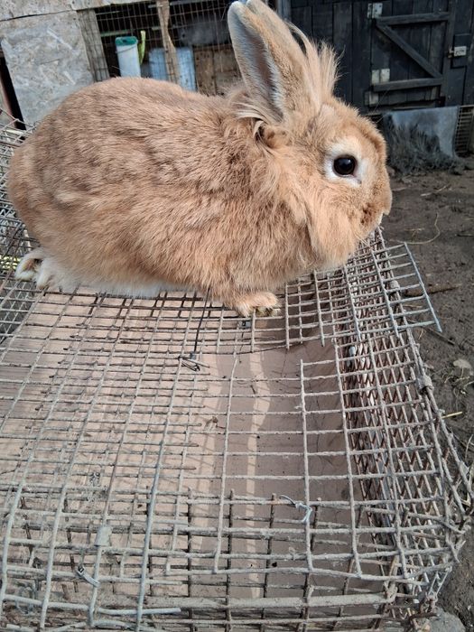 Iepuri pitici cap de leu și berbec german