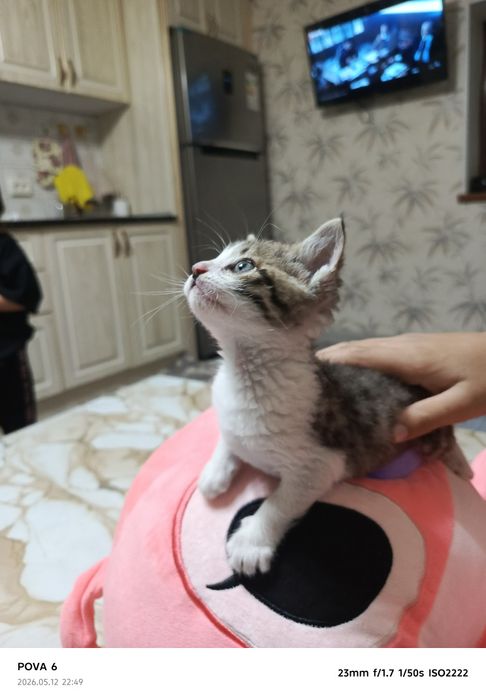Отдам даром девочка