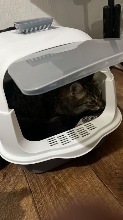 Кошка  пушистие