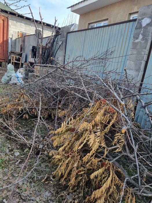 Дрова,дерево,отдам,  бесплатно