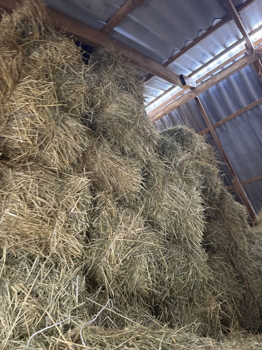 Пшен шөп размері кіші емес