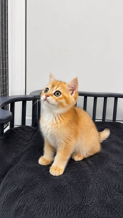 Pui de pisică British Shorthair, culoare golden, își caută o familie iubitoare.
