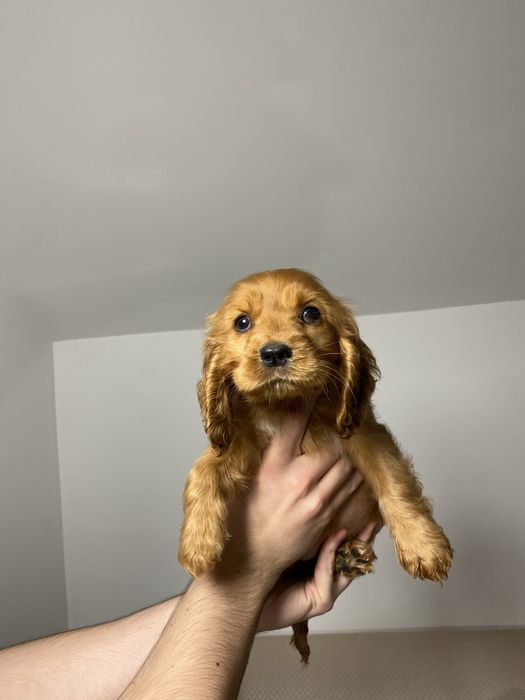 Cocker Spaniel fetita 2 luni