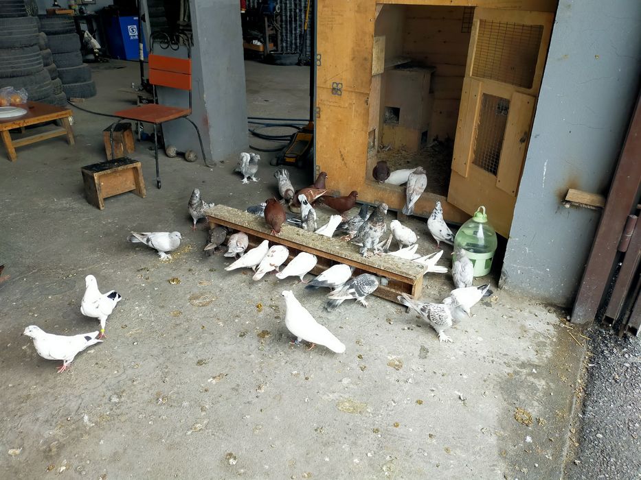 Продаются высоколётные голуби