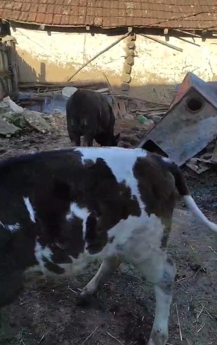 Vițele și vițel de vanzare