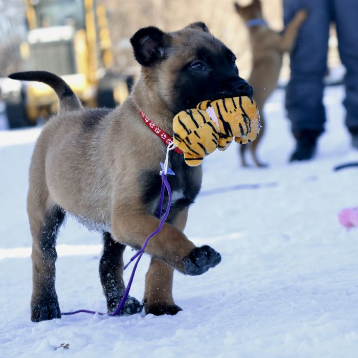 Щенки бельгийской малинуа с родословной