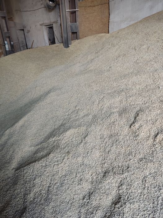 Овес ОПТОМ от 1т