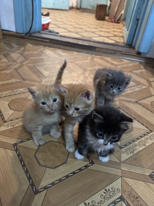 Отдам котят в добрые руки