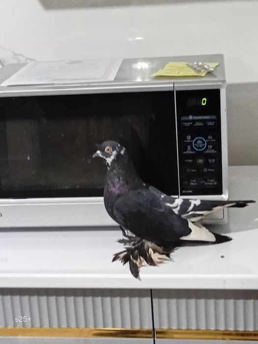 красивые голуби домашный