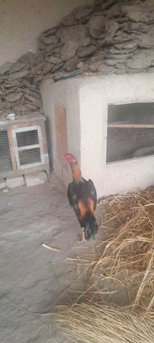 Jujamiz sotuvda kimga qiziq bulsa