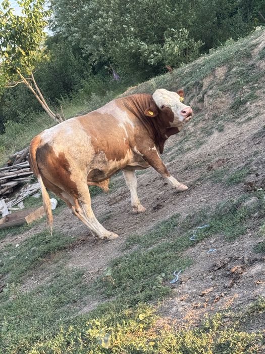 Vand taur baltata romaneasca