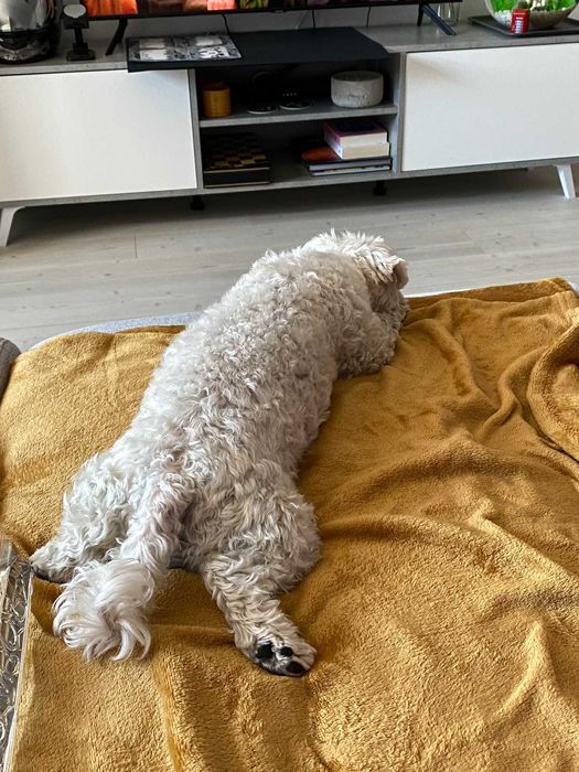 Pet Sitter - Cazare animale