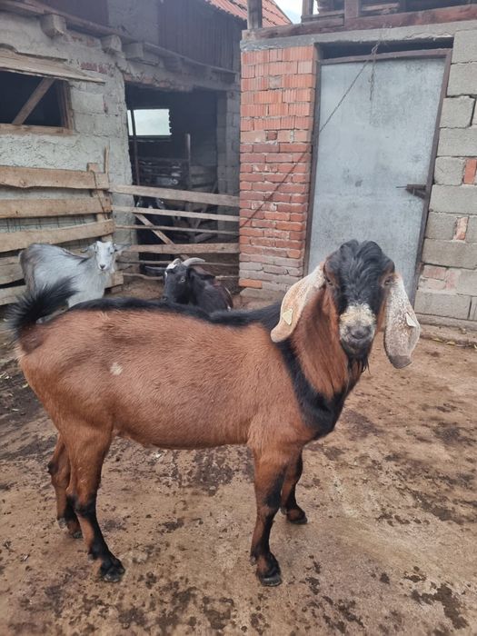 Vând țap anglonubian