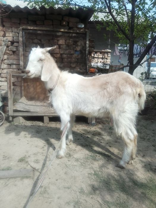 Коза пародистая 1