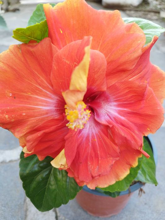 Китайски рози  различни цветове