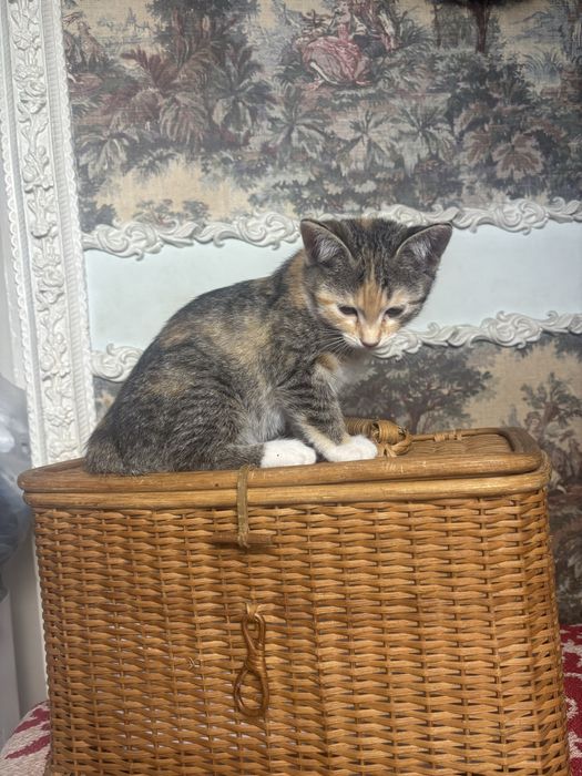Котенок ищет хорошую семью