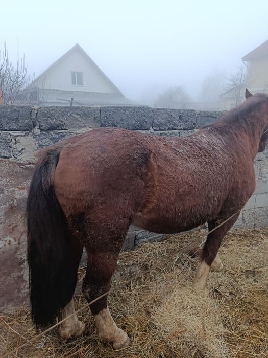 Жақсы Айғыр сатылады