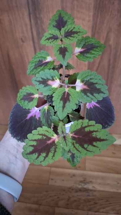 Укоренненые черенки колеусов