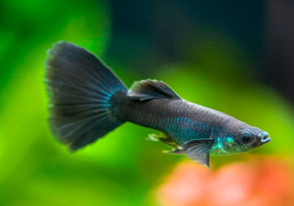 Аквариумная рыбка черный московский гуппи
