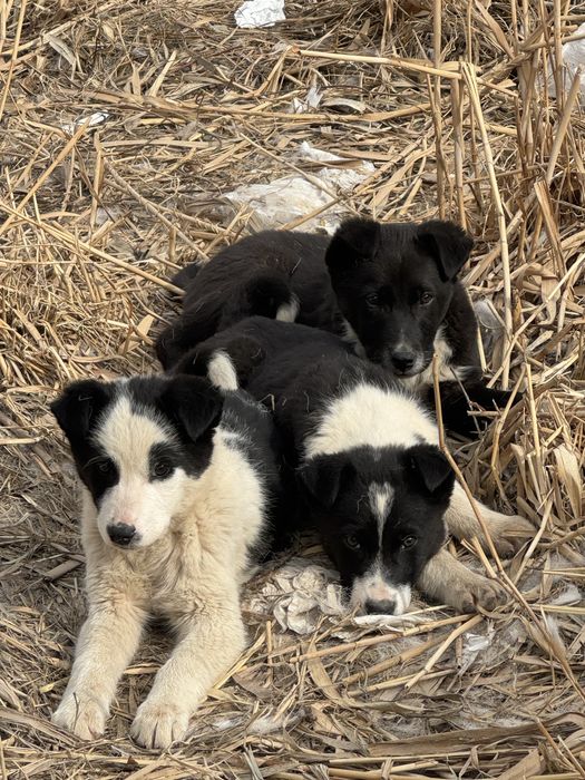 Псы, Собаки, Кушыктер даром