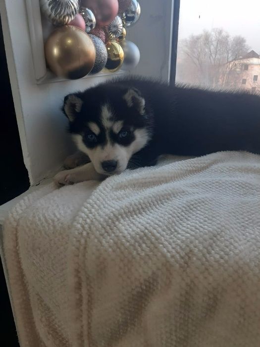 Хасята с фотоссесиии