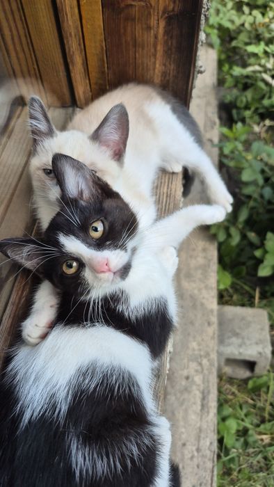 Отдаю котёнка в добрые руки!