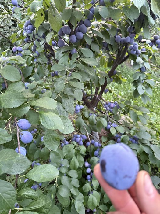 Prune Centenar Mari